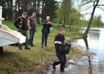 Biržiečių nupirktos žuvys įleistos į Širvėną