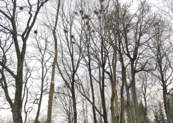 Ar kapituliuosime prieš varnas?