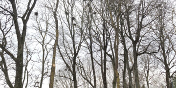 Ar kapituliuosime prieš varnas?