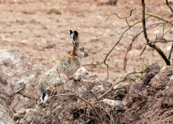 Aparė smegduobes ir kiškučius?