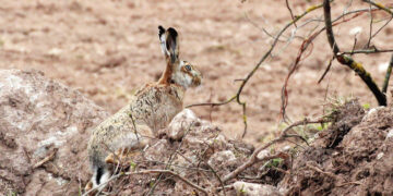 Aparė smegduobes ir kiškučius?