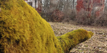 Kviečia pasižvalgyti po Daudžgirių dvarvietę