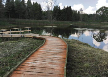 Kirkiluose pūva pėsčiųjų takelių lentos