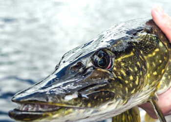 Lydekų žūklės sezonas prasidės šį sekmadienį