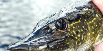 Lydekų žūklės sezonas prasidės šį sekmadienį