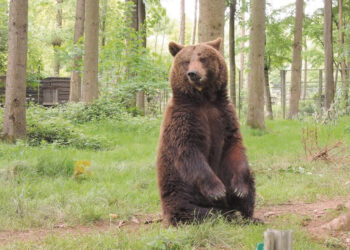 Tyrimai leis atsakyti, ar meškos pas mus apsigyveno