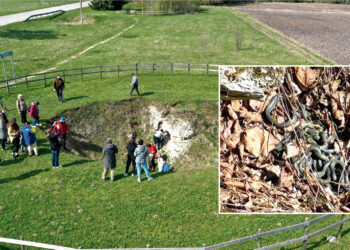 Smegduobėje – žalčių tuoktuvės