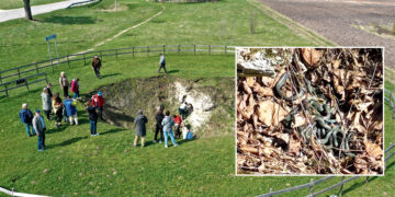 Smegduobėje – žalčių tuoktuvės