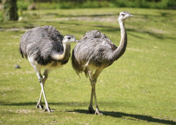 Prieš Velykas iš kiemo dingo stručio patelė