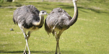 Prieš Velykas iš kiemo dingo stručio patelė