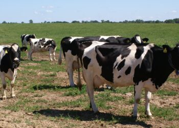 Pieno gamintojai jau gali teikti paraiškas valstybės paramai gauti