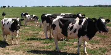 Pieno gamintojai jau gali teikti paraiškas valstybės paramai gauti