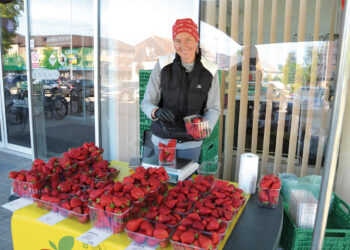 „Suosto uoga“ – skonis ir kvapas