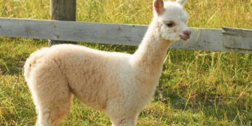 Turizmo sezono naujiena – Šiaurinė ranča