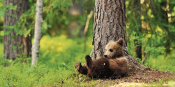 Meška turėjo praeiti pro Kvedariškio kaimą