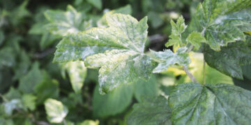 Nušalo beveik visi juodieji serbentai