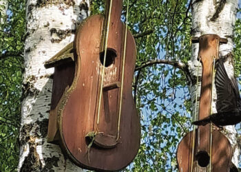 Senose gitarose peri varnėnai