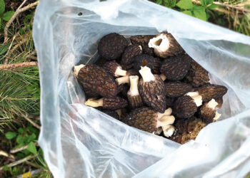 Renka retus pavasario grybus