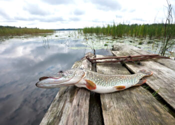 Kaip bus žuvinami rajono vandens telkiniai