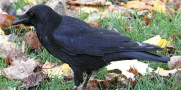 Apie varnas – be pykčio