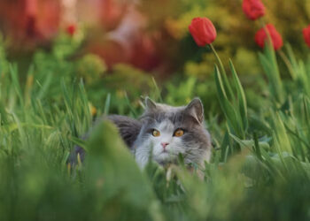 Agaro kvartale nuodijami katinai