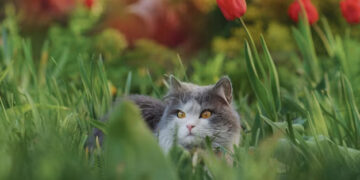 Agaro kvartale nuodijami katinai