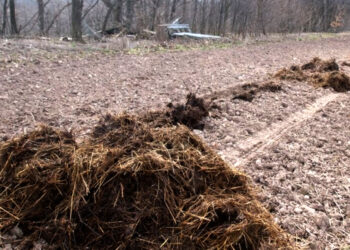 Tręšdami laukus rado žmogaus kaulus
