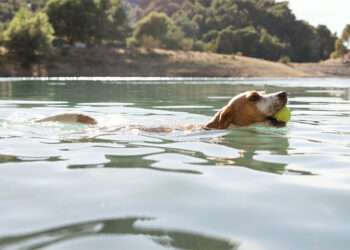 Nuo pirmadienio prasidės maudyklų stebėsena