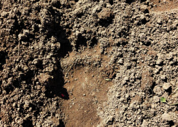 Aptiko meškos pėdsakus