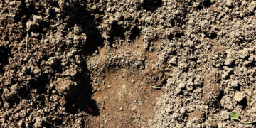 Aptiko meškos pėdsakus