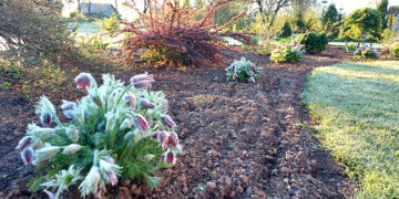 Pavasarinių šalnų metas