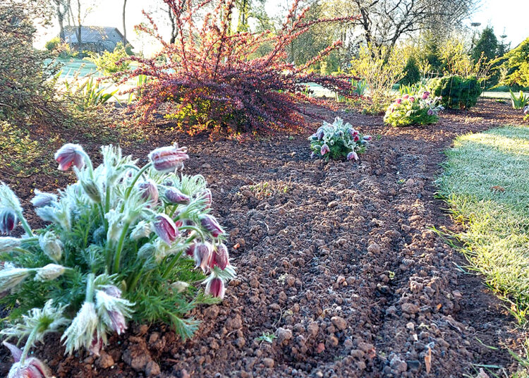 Pavasarinių šalnų metas