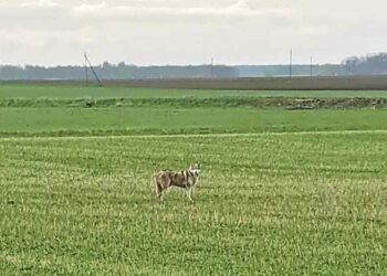 Tik kai nufotografavo, suprato užfiksavęs vilką