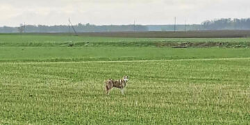 Tik kai nufotografavo, suprato užfiksavęs vilką