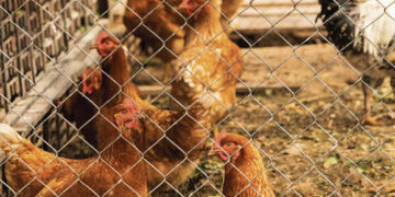 Siūlo uždaryti naminius paukščius