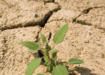 Artėjame prie stichinės sausros ribos