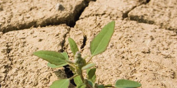 Artėjame prie stichinės sausros ribos