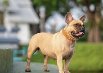 Šunų vedžiojimo ypatumai