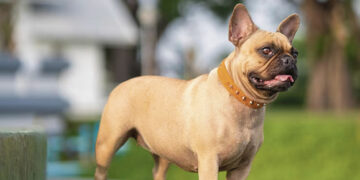 Šunų vedžiojimo ypatumai