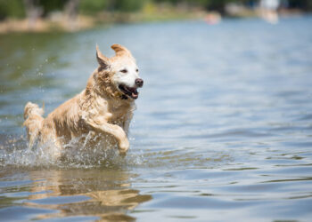 Maudyklose šunis maudyti draudžiama