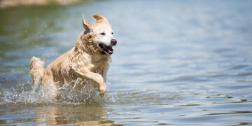 Maudyklose šunis maudyti draudžiama
