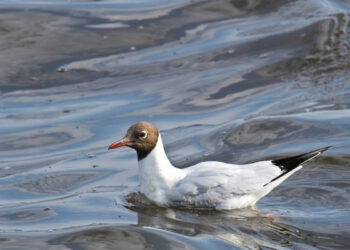 Parovėjos seniūnijoje – paukščių gripas