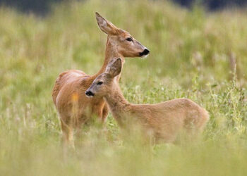 Stirnos įsisuko į kapinaites
