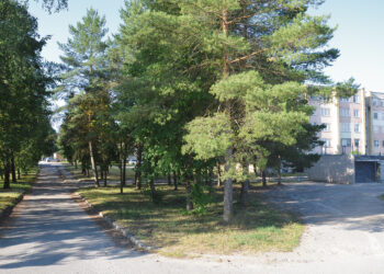 Šiškom, šakelėm ir skujom nuklotas Rinkuškių plotas