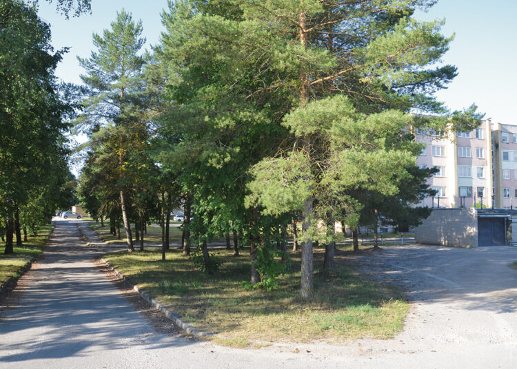 Šiškom, šakelėm ir skujom nuklotas Rinkuškių plotas