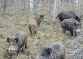 Rekordinės šernų medžioklės