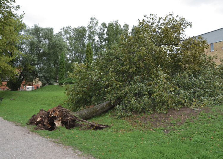 Krisdama liepa kliudė automobilį