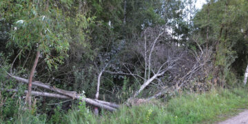 Drąseikių kaimo gatvė virto nuverstų medžių sąvartynu