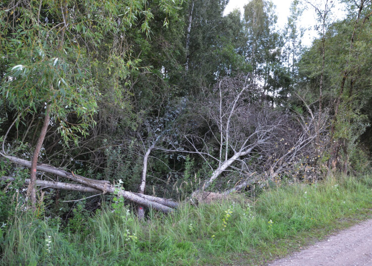 Drąseikių kaimo gatvė virto nuverstų medžių sąvartynu
