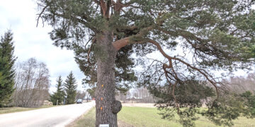 Kelyje prie Geologo duobės veriasi smegduobė?